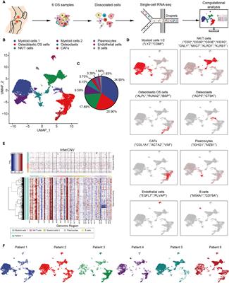 Single-Cell Transcriptomics Reveals the Complexity of the Tumor Microenvironment of Treatment-Naive Osteosarcoma